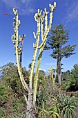 Cereus hexagonus (Cactus) - Mascarin Garden Reunion