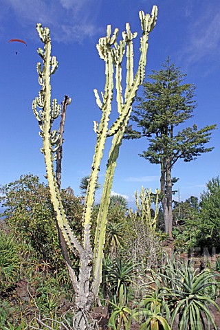 Cereus_hexagonus_Cactus__Mascarin_Garden_Reunion