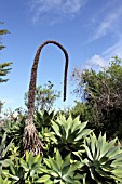 Agave attenuata - Mascarin Garden Reunion