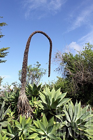 Agave_attenuata__Mascarin_Garden_Reunion