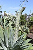 Agave attenuata - Mascarin Garden Reunion