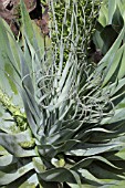 Agave attenuata - Mascarin Garden Reunion