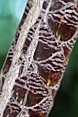 Dracaena reflexa bark - Mascarin Garden Reunion