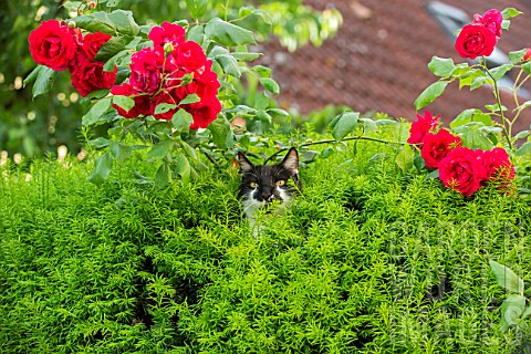 Cat_hiding_in_a_bush_and_Roses__Alsace_France