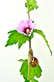 Burgundy Snail on Hibiscus syriacus on white background