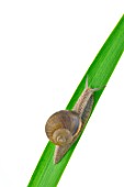 Burgundy Snail on a leaf on white background