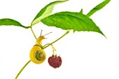 White-lip Garden snail on raspberry fruit on white background