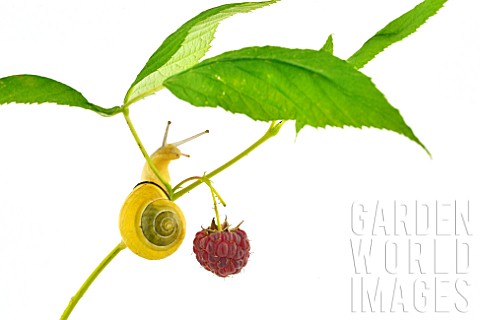 Whitelip_Garden_snail_on_raspberry_fruit_on_white_background