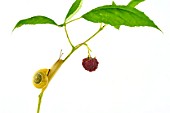 White-lip Garden snail on raspberry fruit on white background