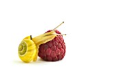 White-lip Garden snail on raspberry fruit on white background