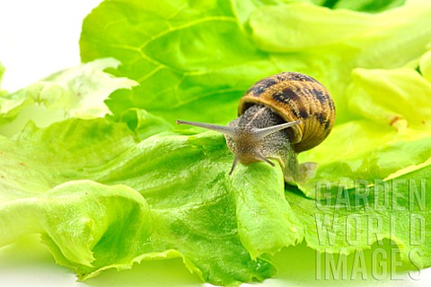 Large_gray_snail_on_a_lettuce_leaf