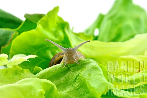Large_gray_snail_on_a_lettuce_leaf