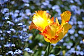 Tulipa (butterfly flower type) within Myosotis, France