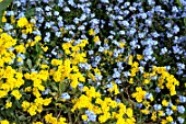 Alyssum and Myosotis flowers in spring - France