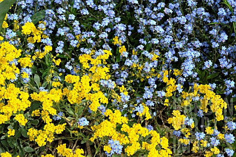 Alyssum_and_Myosotis_flowers_in_spring__France