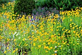 Coreopsis flowers in a rock - Alsace France