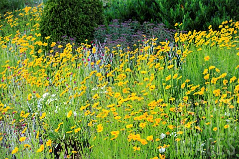 Coreopsis_flowers_in_a_rock__Alsace_France