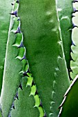 Agave detail in Spain