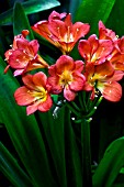 Schizostylis (Kaffir lily) in bloom in Spain