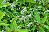 Lysimachia clethroides (Gooseneck loosestrife) in bloom in a garden