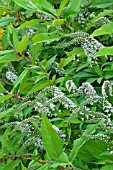 Lysimachia clethroides (Gooseneck loosestrife) in bloom in a garden