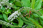 Lysimachia clethroides (Gooseneck loosestrife) in bloom in a garden