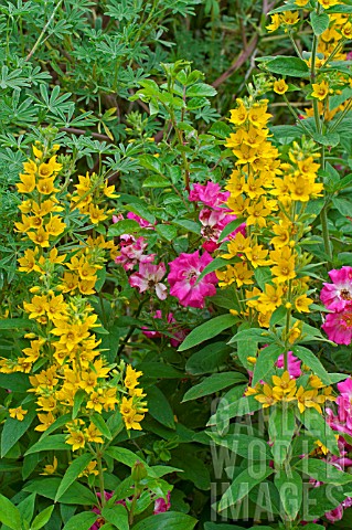 Lysimachia_punctata_and_roses_in_bloom_in_a_garden