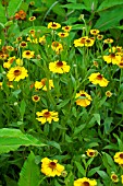 Helenium Wesergold in bloom