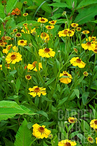 Helenium_Wesergold_in_bloom