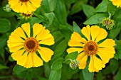 Helenium Wesergold in bloom