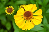 Helenium Wesergold in bloom