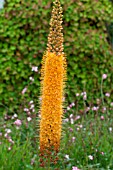 Eremurus Cleopatra in bloom in a garden