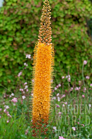 Eremurus_Cleopatra_in_bloom_in_a_garden