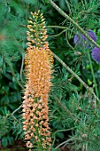 Eremurus Cleopatra in bloom in a garden