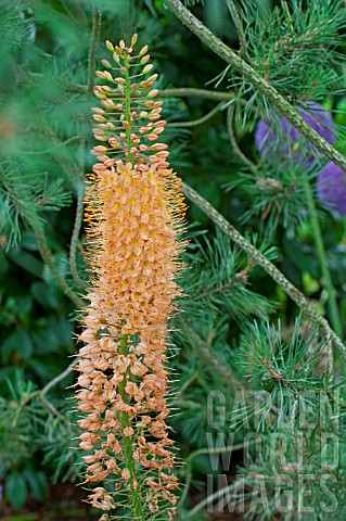 Eremurus_Cleopatra_in_bloom_in_a_garden