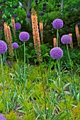 Eremurus Cleopatra and Allium in a garden