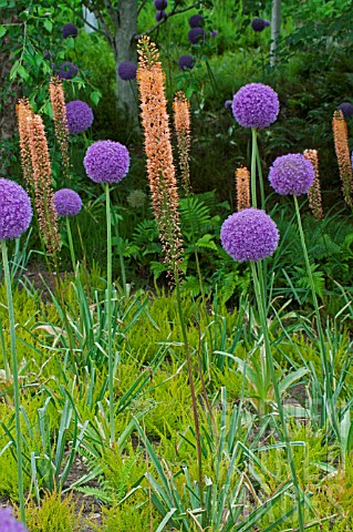 Eremurus_Cleopatra_and_Allium_in_a_garden