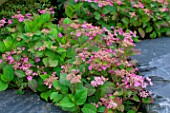 Hydrangea Santiago in bloom in a garden