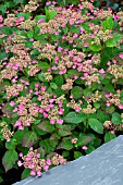 Hydrangea Santiago in bloom in a garden