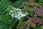 Hydrangea paniculata Poplar Grove in bloom in a garden