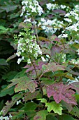 Hydrangea paniculata Poplar Grove in bloom in a garden