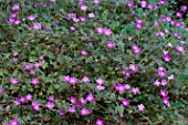 Geranium Orkney Cherry in bloom in a garden