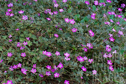 Geranium_Orkney_Cherry_in_bloom_in_a_garden