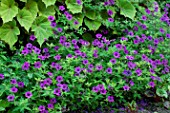 Geranium Ann Folkard in bloom in a garden