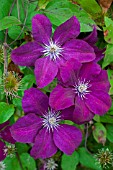 Clematis Rouge Cardinal