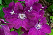 Clematis Rouge Cardinal