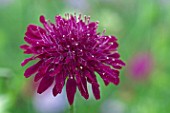 Scabiosa Crimson Cushion