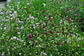 Scabiosa in bloom in garden