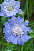 Scabiosa caucasica Perfecta