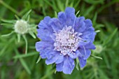 Scabiosa caucasica Perfecta